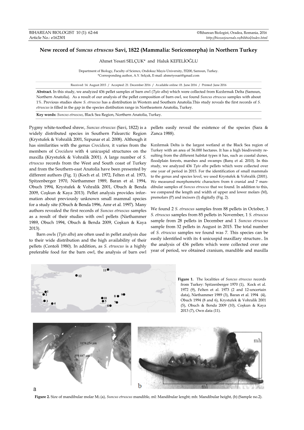 New Record of Suncus Etruscus Savi, 1822 (Mammalia: Soricomorpha) in Northern Turkey