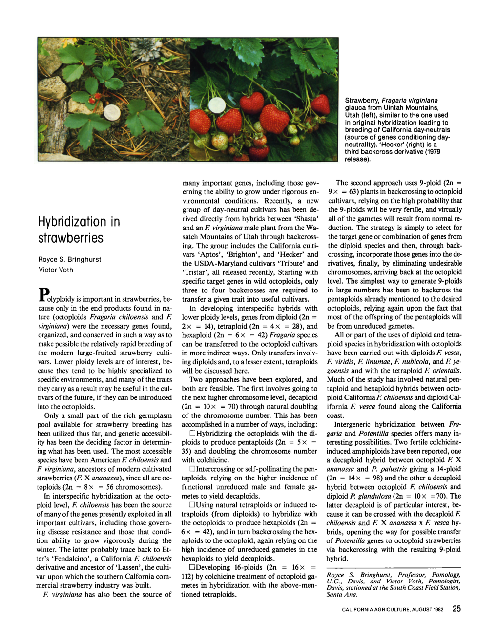 Hybridization in Strawberries