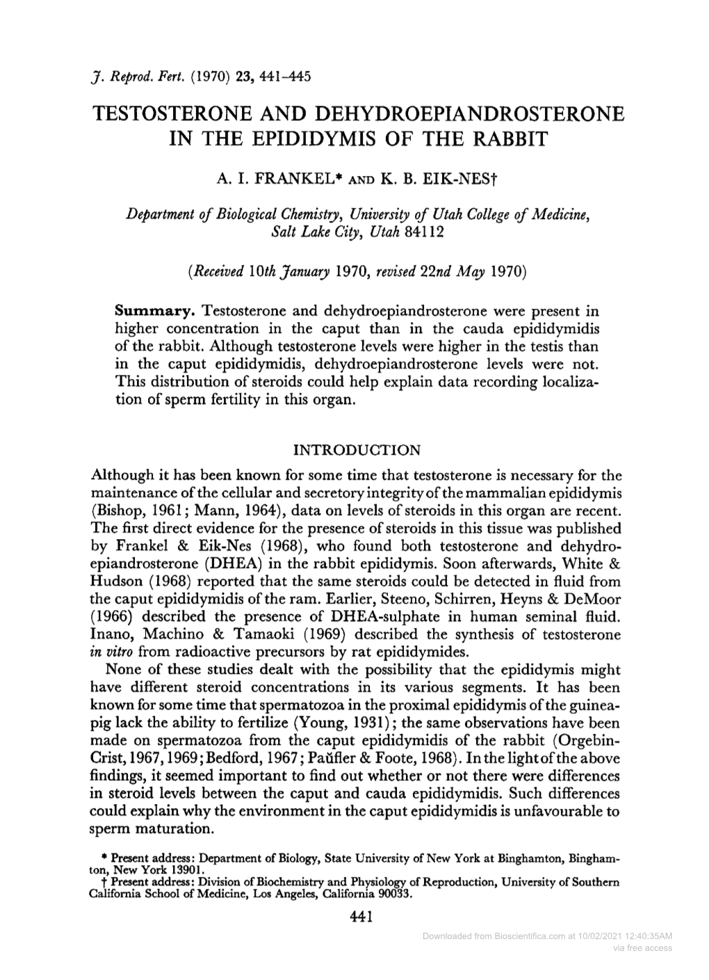 Testosterone and Dehydroepiandrosterone in the Epididymis of the Rabbit