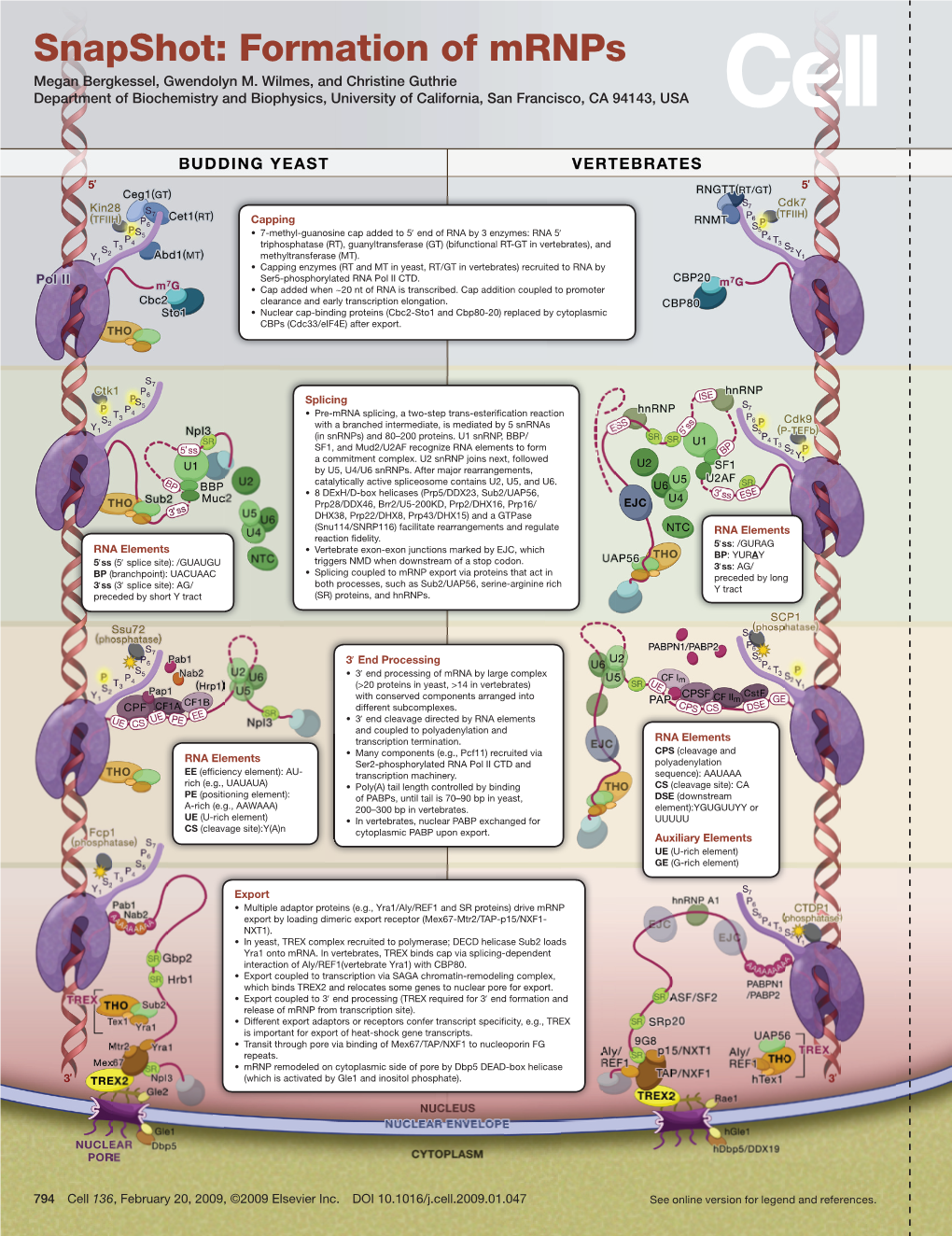 Snapshot: Formation of Mrnps Megan Bergkessel, Gwendolyn M