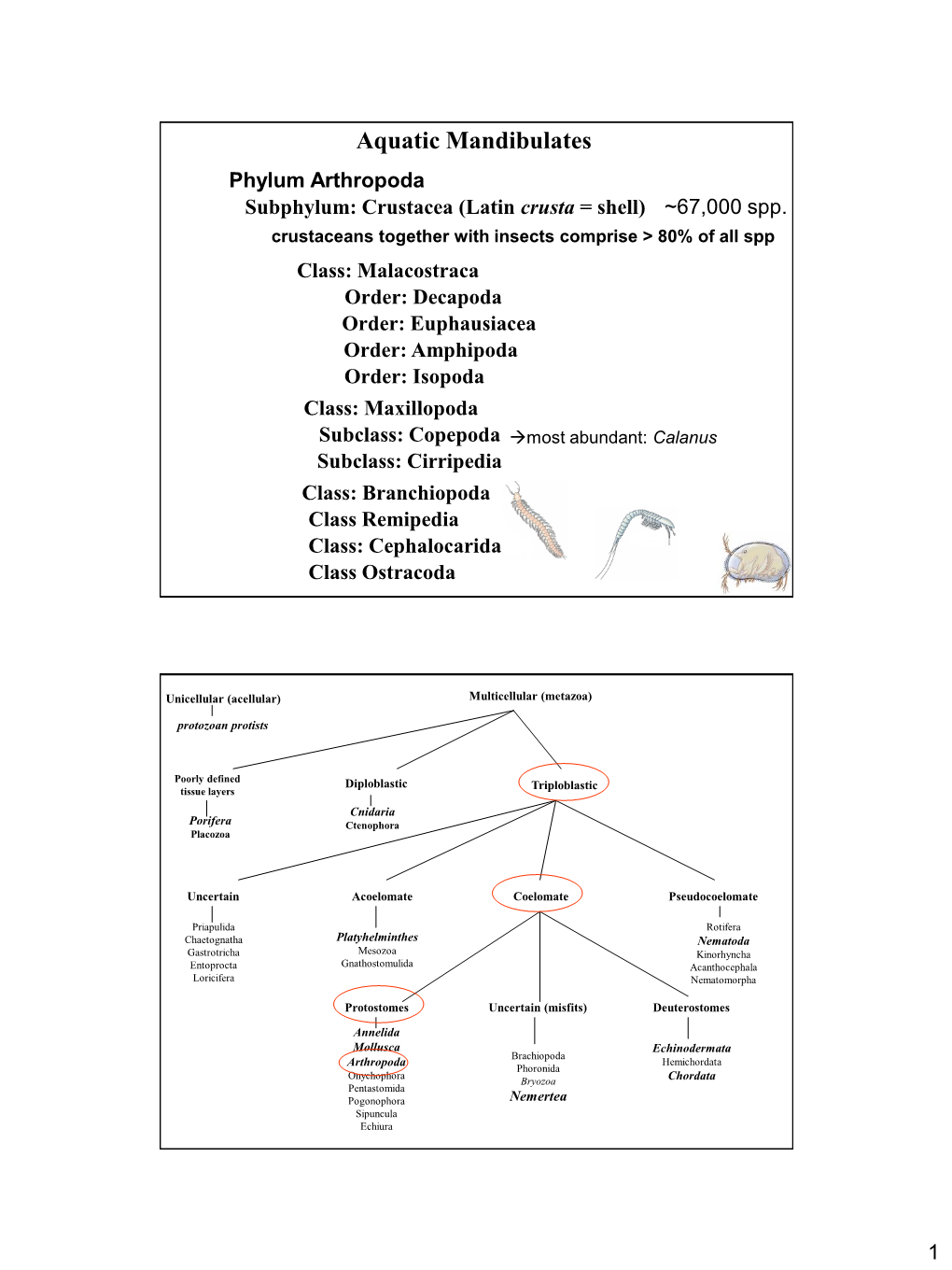 Aquatic Mandibulates Phylum Arthropoda Subphylum: Crustacea (Latin Crusta = Shell) ~67,000 Spp
