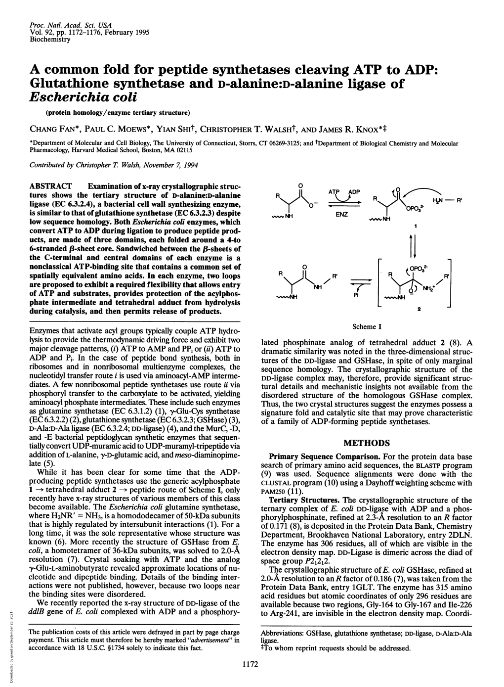 Glutathione Synthetase and D-Alanine:D-Alanine Ligase of Escherichia Coli (Protein Homology/Enzyme Tertiary Structure) CHANG FAN*, PAUL C