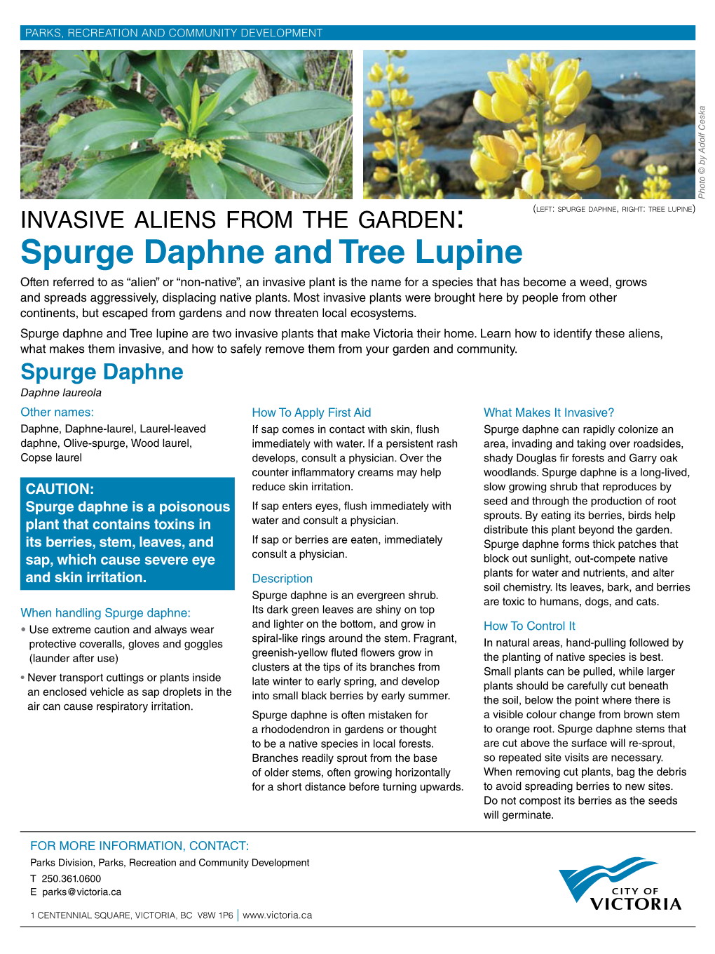 Spurge Daphne and Tree Lupine