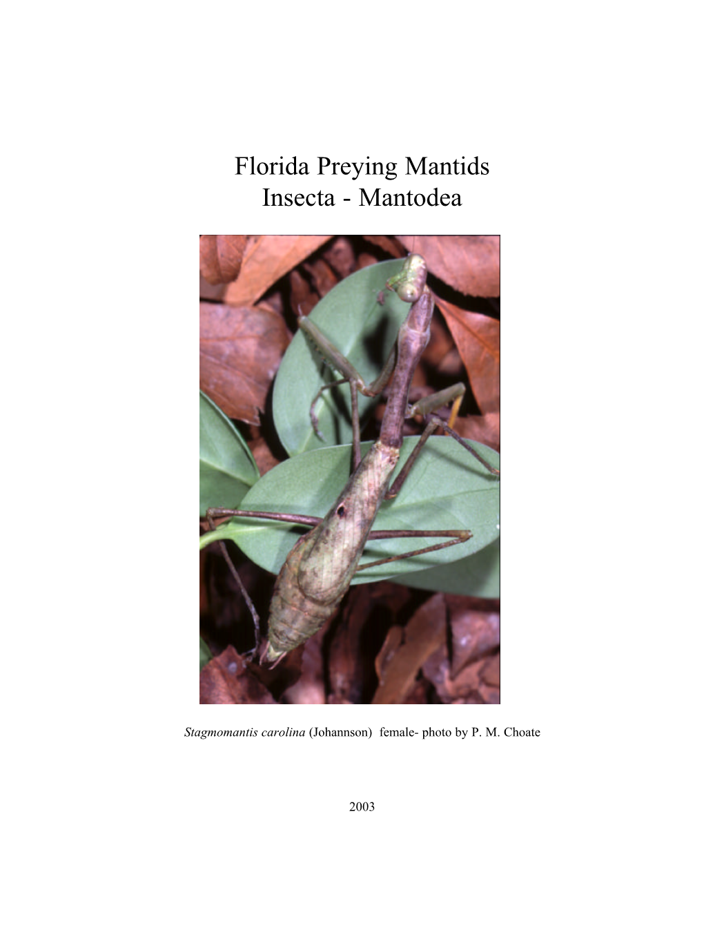 Florida Preying Mantids Insecta - Mantodea