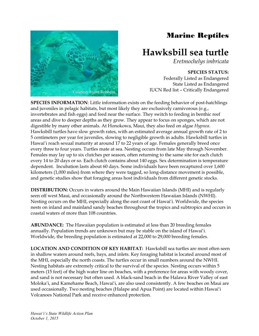 Hawksbill Sea Turtle Eretmochelys Imbricata