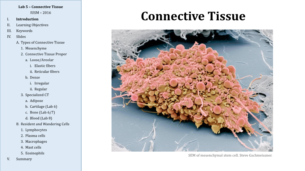 Connective Tissue IUSM – 2016 I