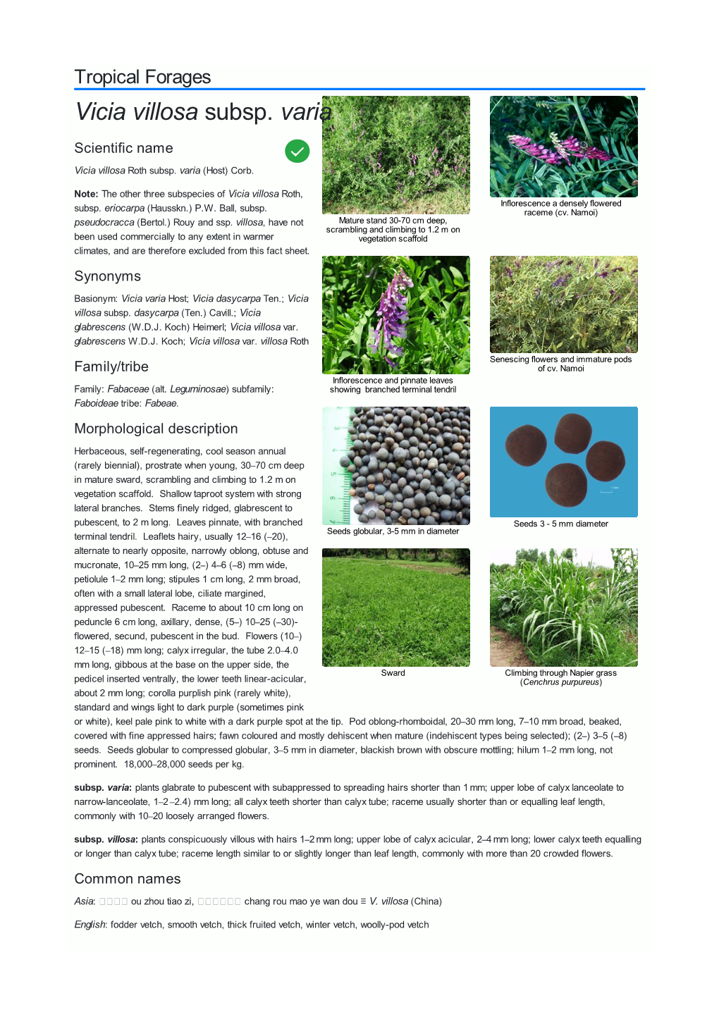 Vicia Villosa Subsp. Varia Scientific Name  Vicia Villosa Roth Subsp