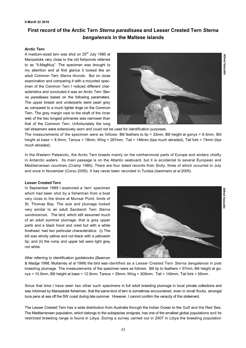 First Record of the Arctic Tern Sterna Paradisaea and Lesser Crested Tern Sterna Bengalensis in the Maltese Islands