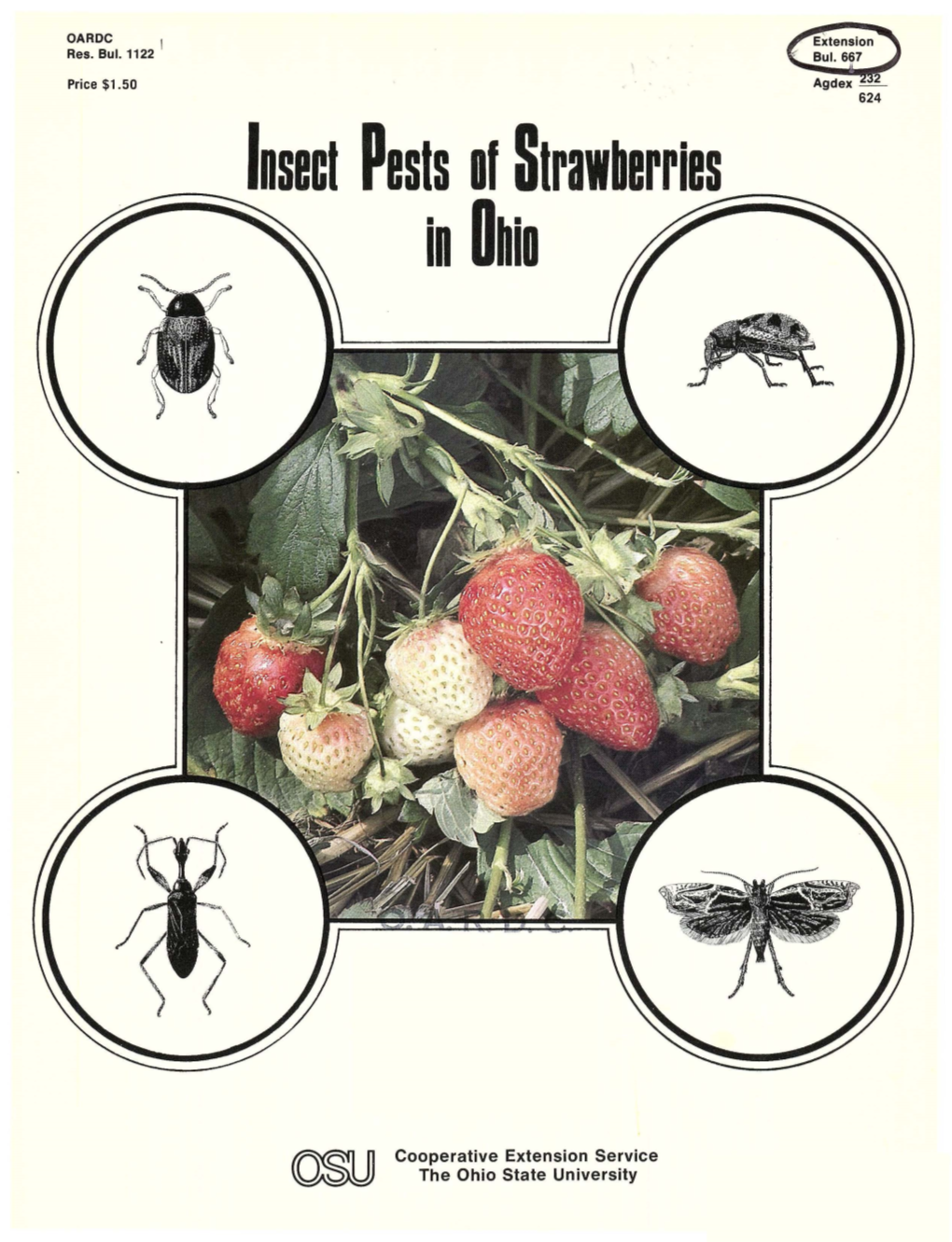 Insect Pests of Strawberries in Ohio