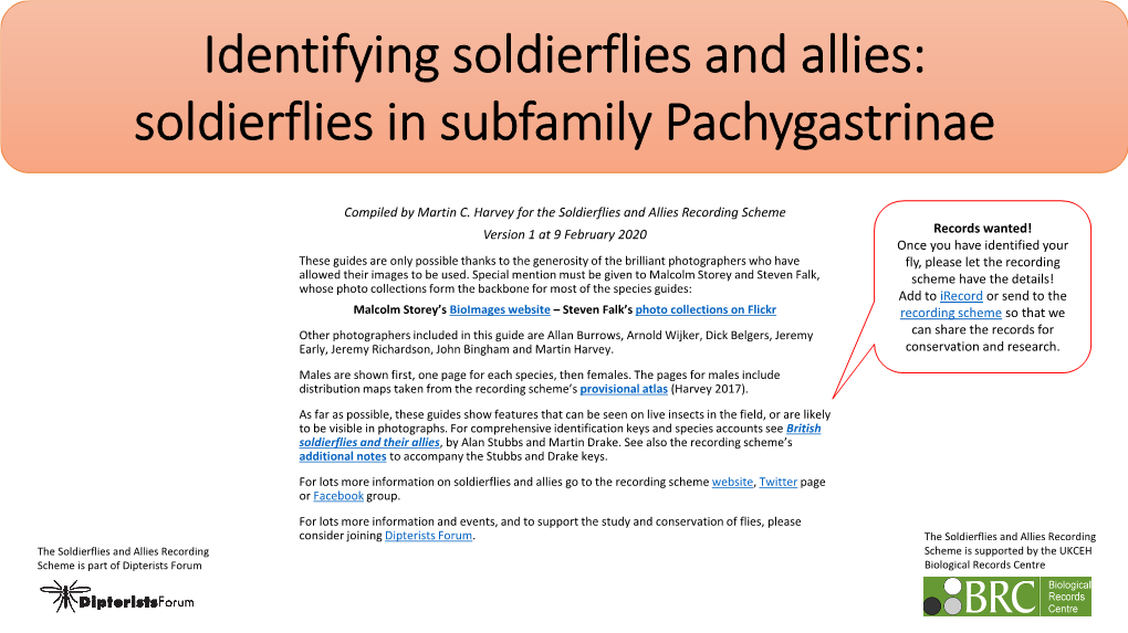 Soldierflies in Subfamily Pachygastrinae