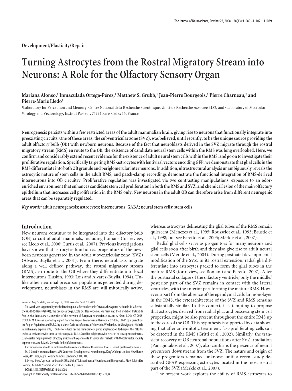 Turning Astrocytes from the Rostral Migratory Stream Into Neurons: a Role for the Olfactory Sensory Organ