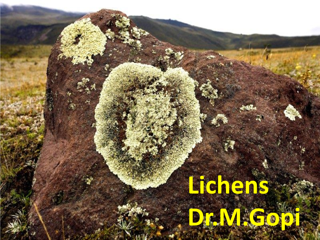 Lichens Dr.M.Gopi
