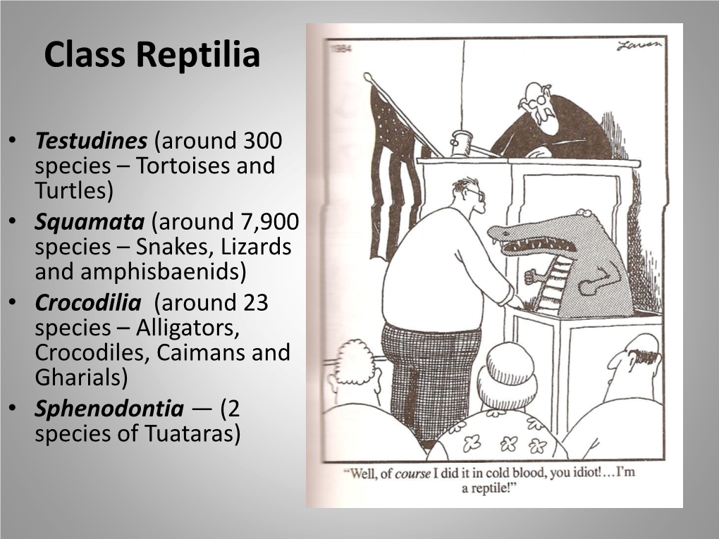 Class Reptilia