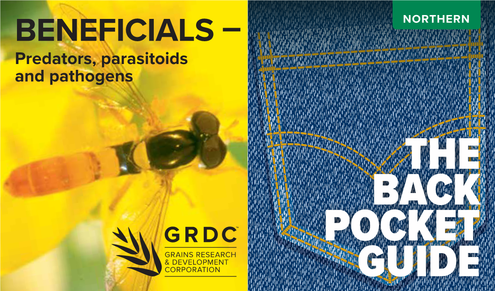 BENEFICIALS – Predators, Parasitoids and Pathogens White Collared Ladybird