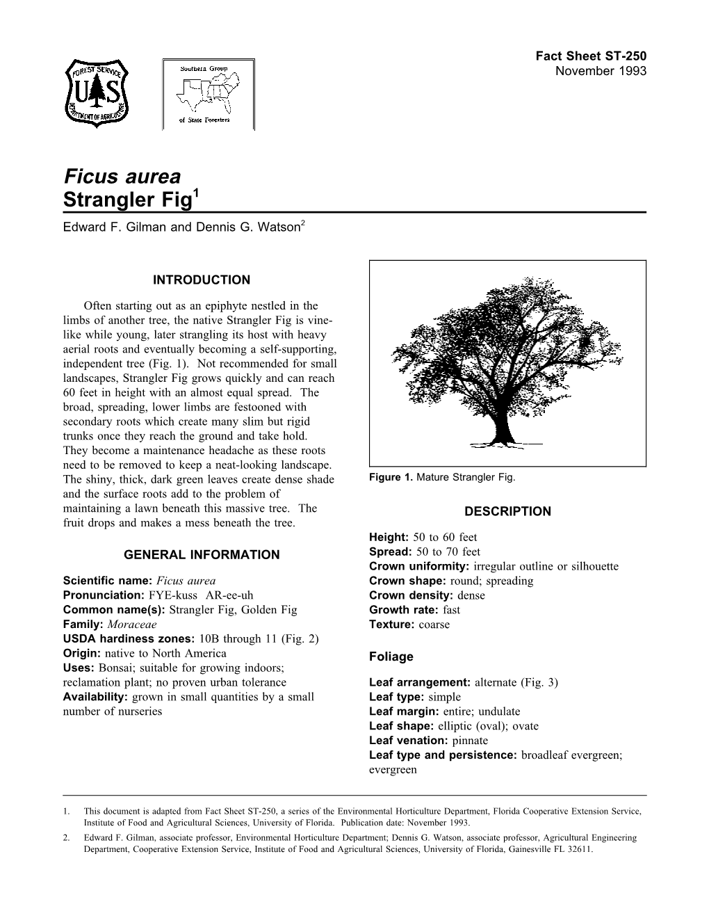 Ficus Aurea Strangler Fig1 Edward F