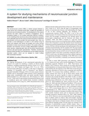 A System for Studying Mechanisms of Neuromuscular Junction Development and Maintenance Valérie Vilmont1,‡, Bruno Cadot1, Gilles Ouanounou2 and Edgar R