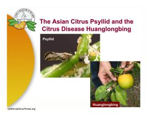 The Asian Citrus Psyllid and the Citrus Disease Huanglongbing