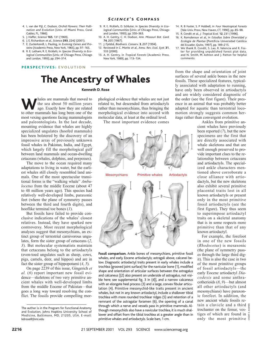 The Ancestry of Whales Fossils
