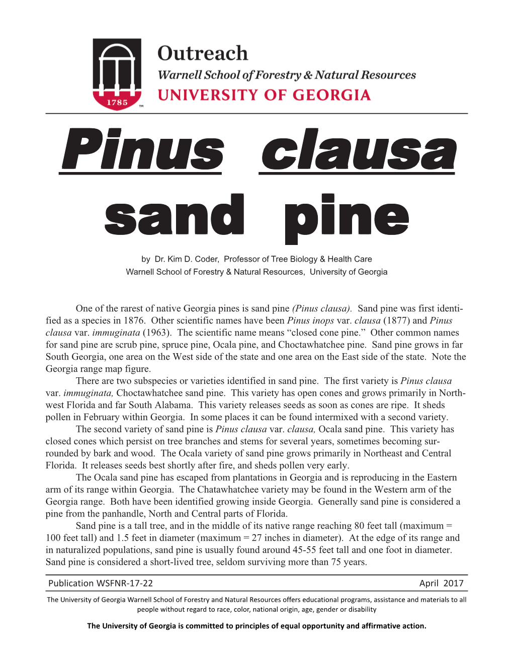 Pinus Clausa Sand