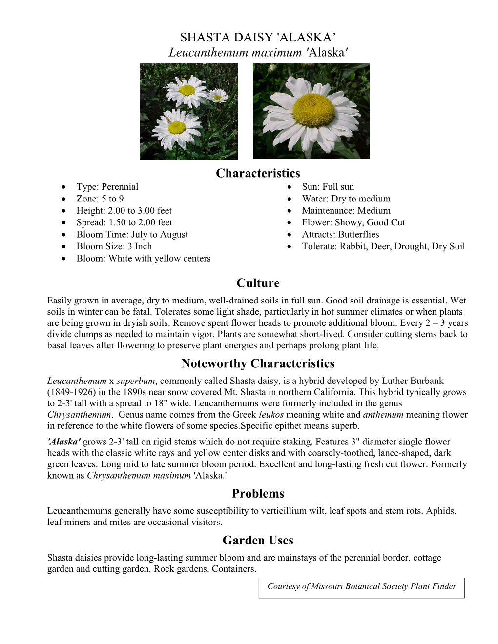 SHASTA DAISY 'ALASKA' Leucanthemum Maximum