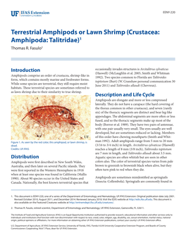 Terrestrial Amphipods Or Lawn Shrimp (Crustacea: Amphipoda: Talitridae)1 Thomas R