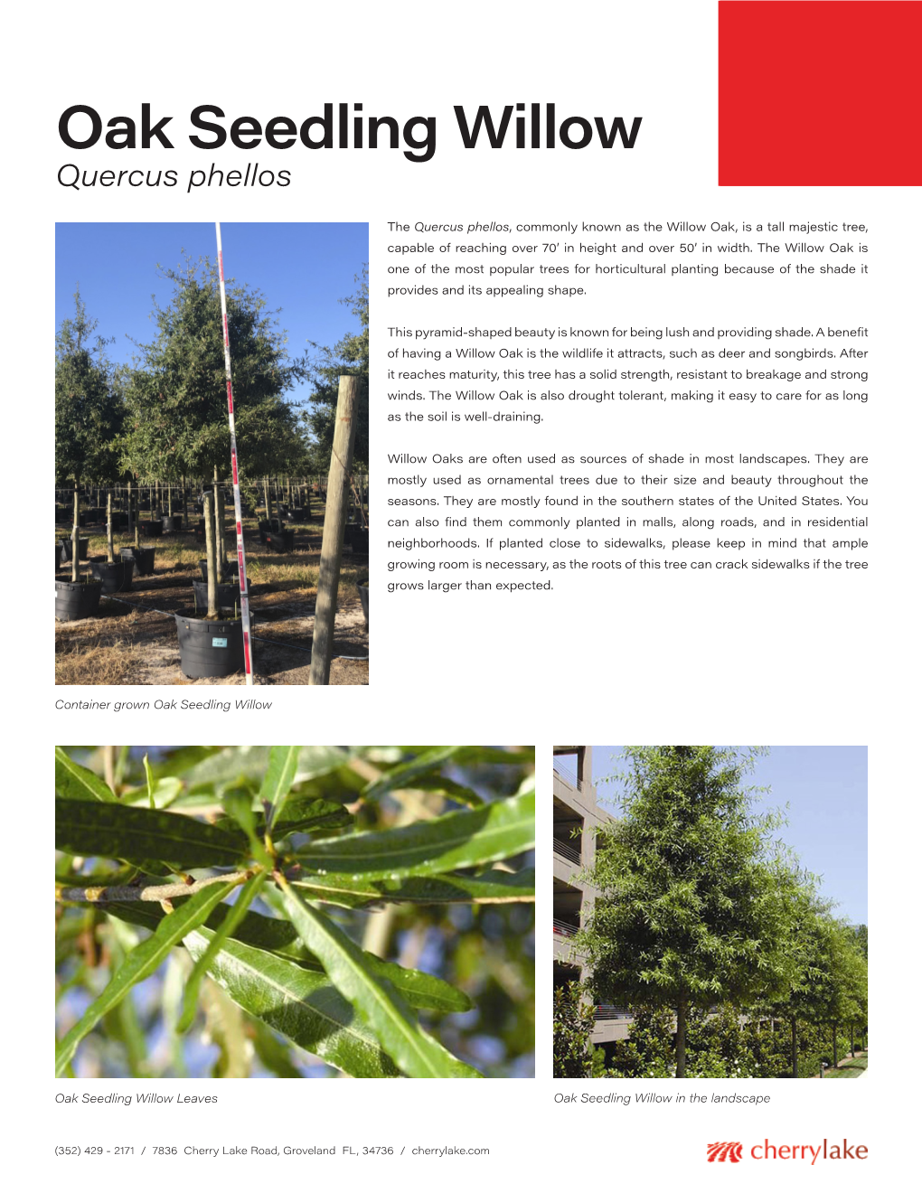 Oak Seedling Willow Quercus Phellos