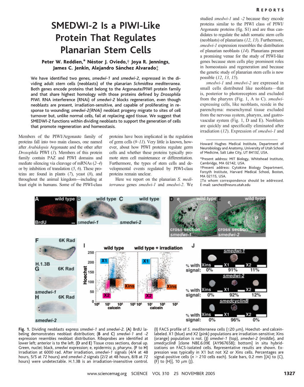 SMEDWI-2 Is a PIWI-Like Protein That Regulates Planarian Stem Cells