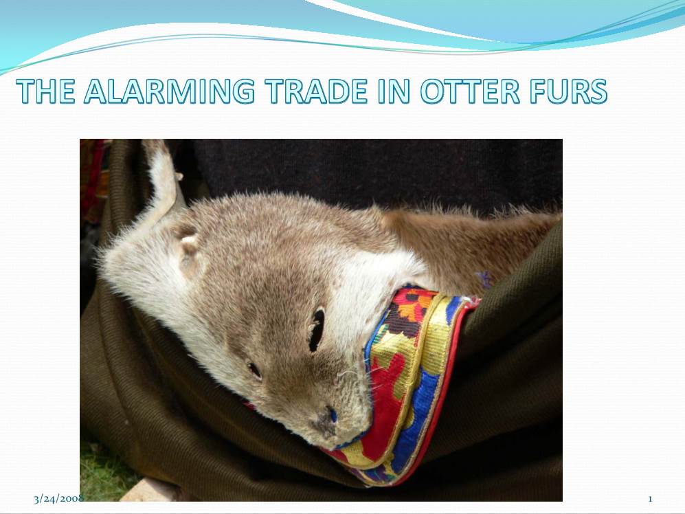 Alarming Trade in Otter Furs