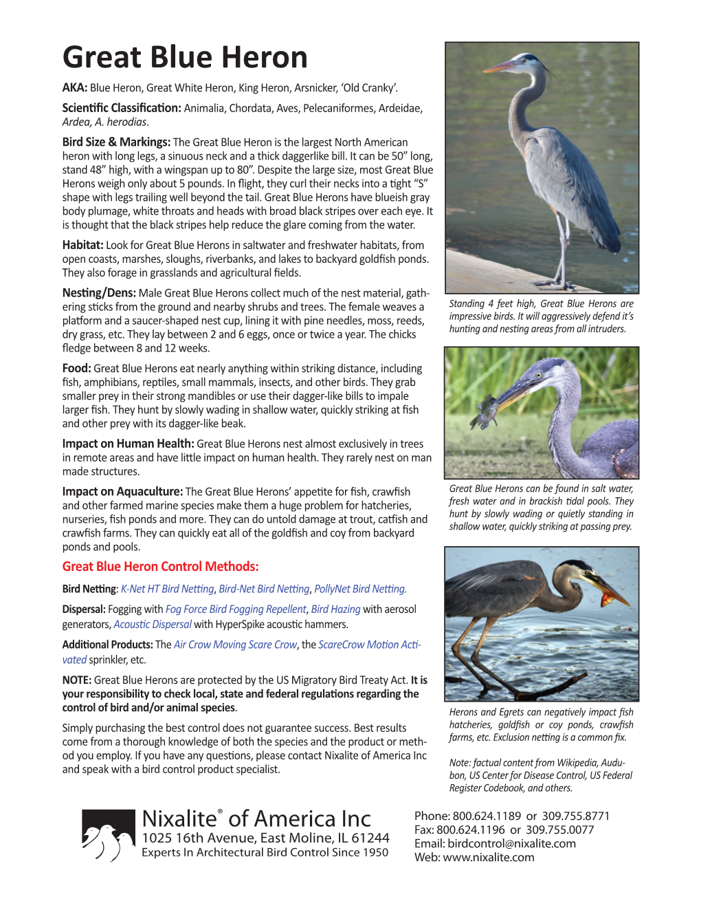 Great Blue Heron AKA: Blue Heron, Great White Heron, King Heron, Arsnicker, ‘Old Cranky’