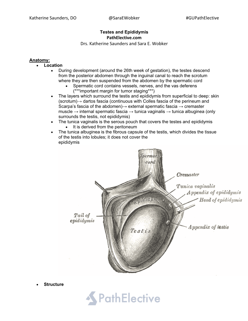 Testes and Epididymis Pathelective.Com Drs