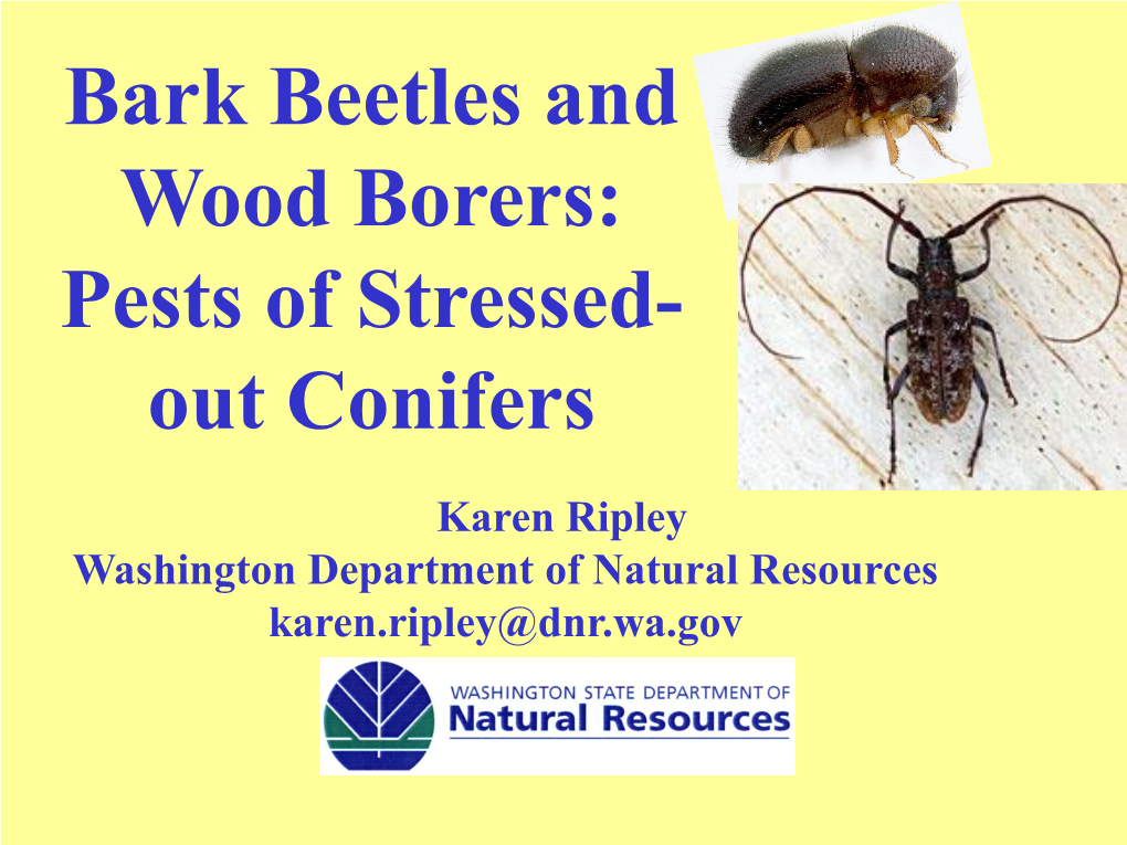 Bark Beetles and Wood Borers: Pests of Stressed- out Conifers