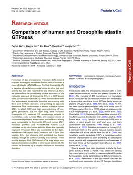 Comparison of Human and Drosophila Atlastin Gtpases