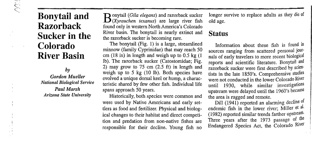 Bony Tail Is Nearly Extinct and Status Sucker in the the Razorback Sucker Is Becoming Rare