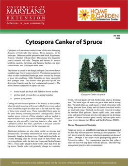 Cytospora Canker of Spruce