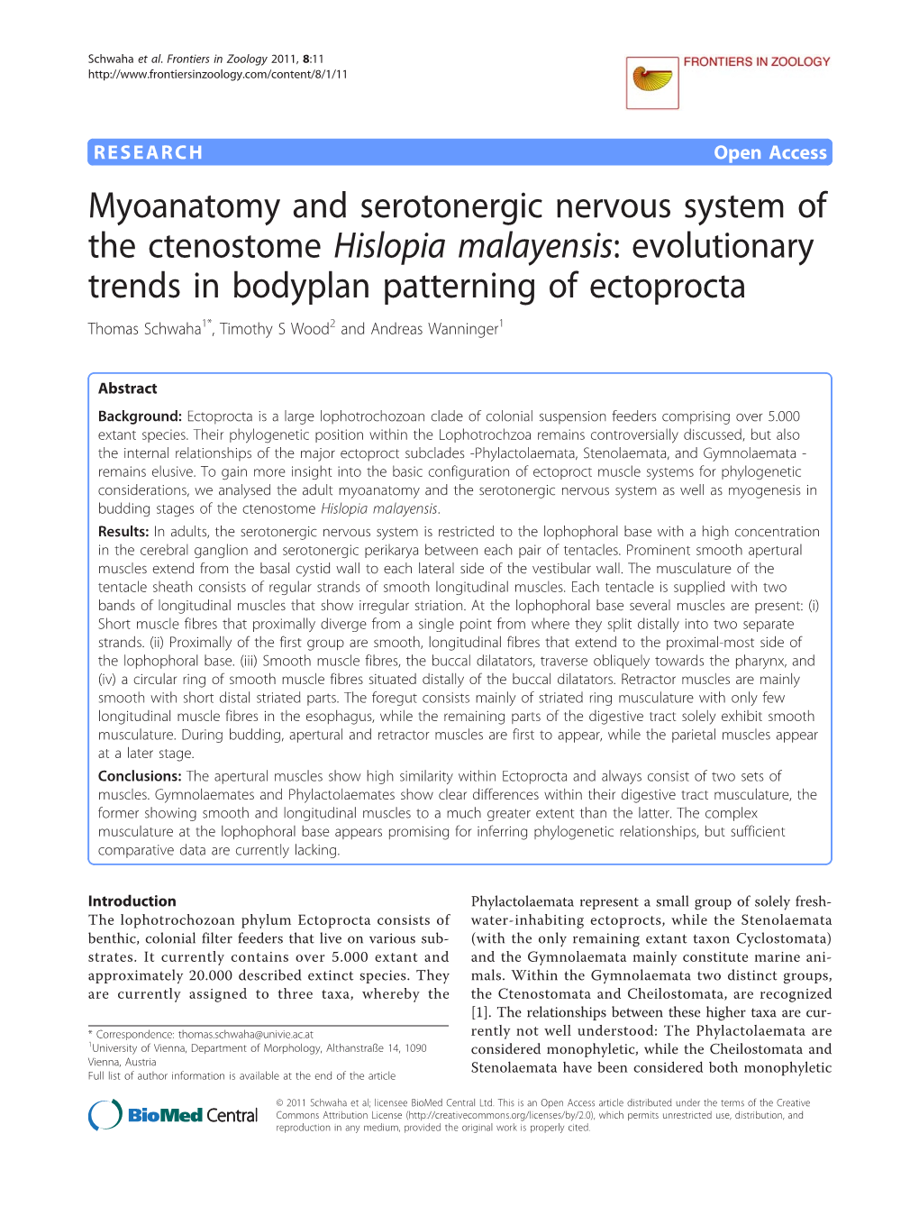 Myoanatomy and Serotonergic Nervous