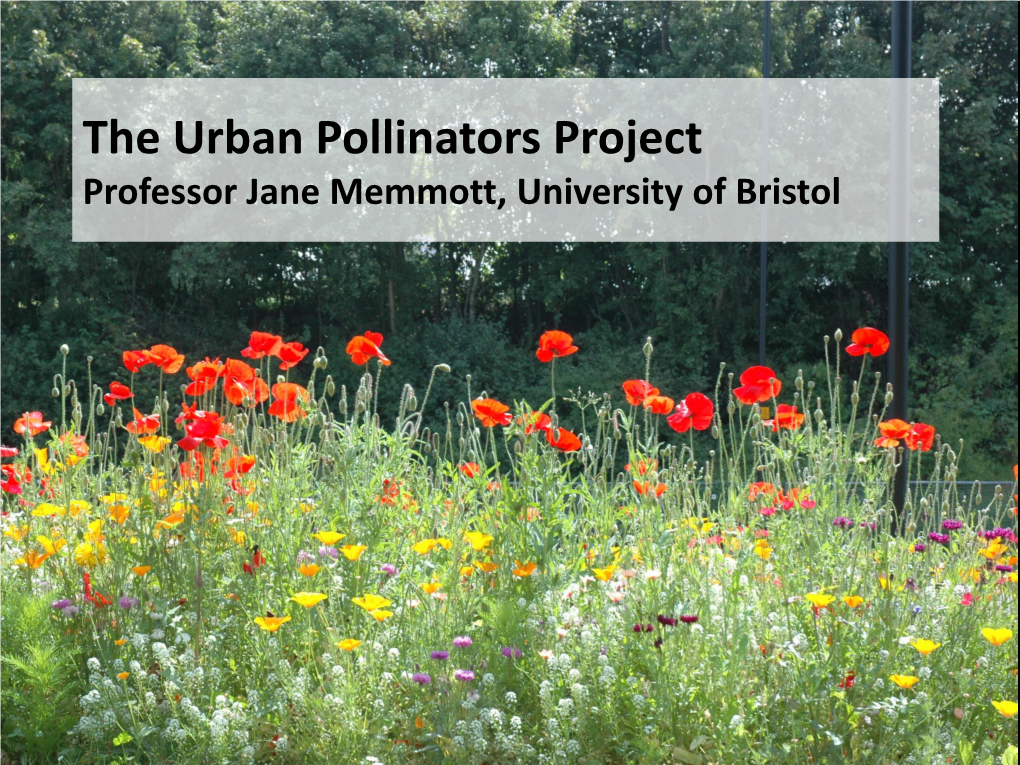 The Urban Pollinator Project Who We Are What We Did What We Found & Practical Outputs