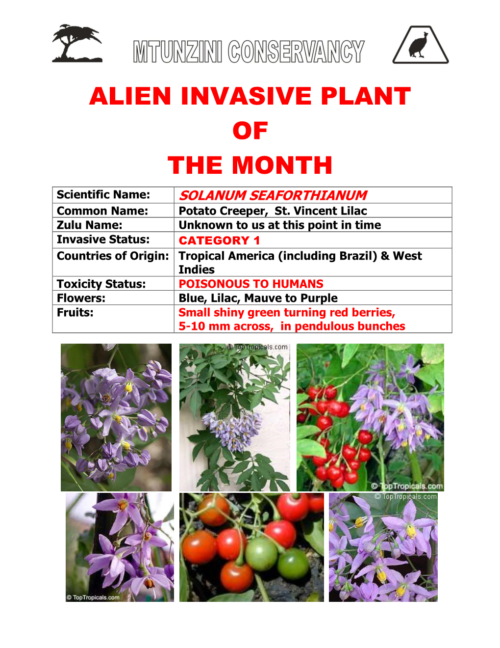 Alien Invasive Plant of the Month