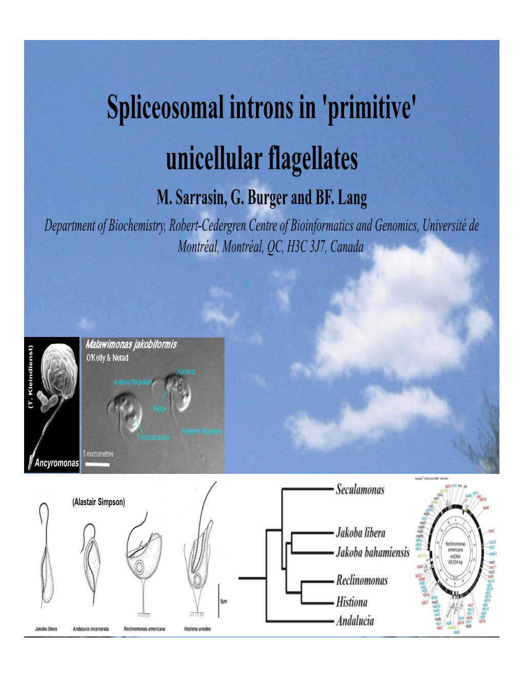 Spliceosomal Introns in 'Primitive' Unicellular Flagellates M