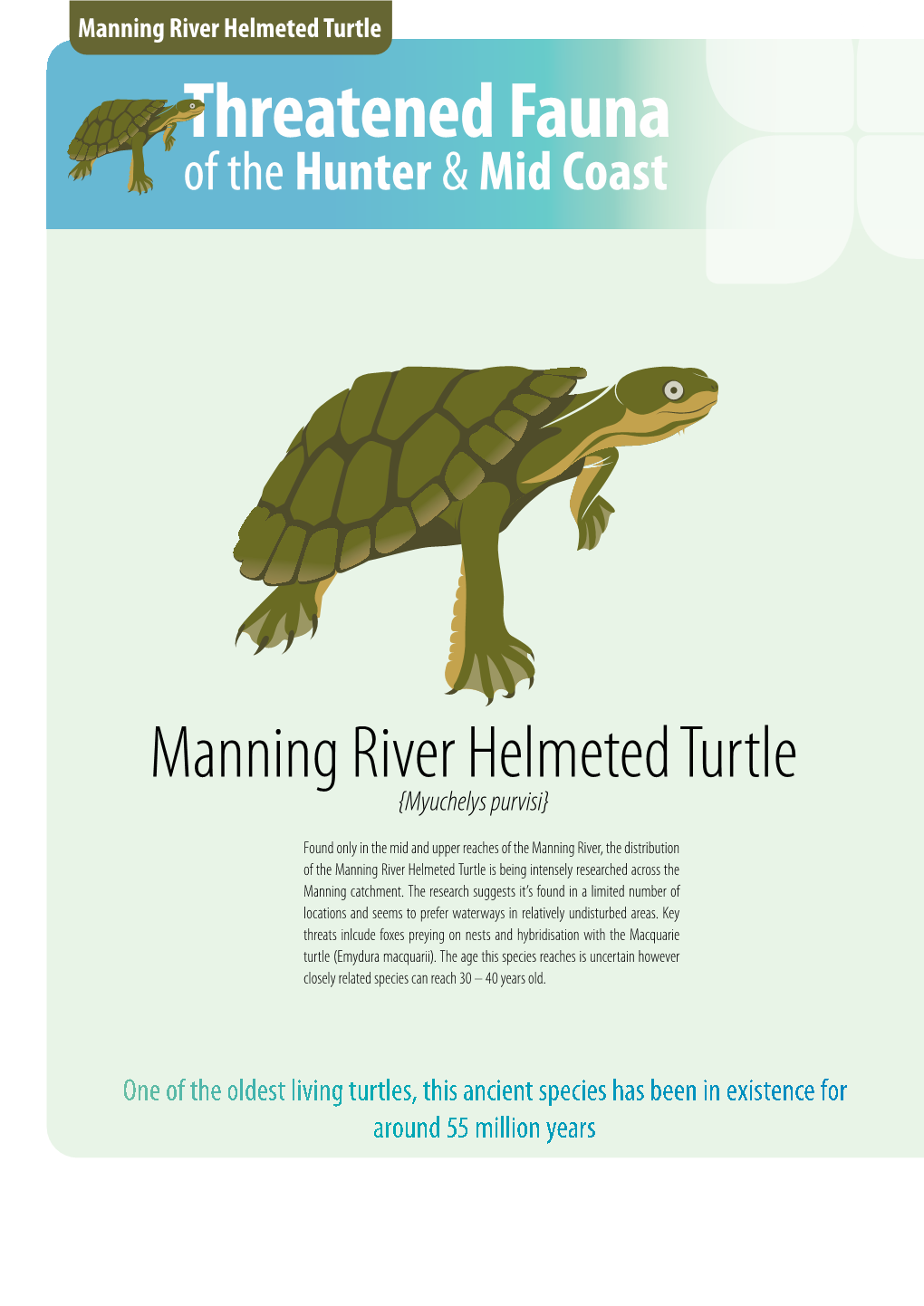 Manning River Helmeted Turtle Threatened Fauna of the Hunter & Mid Coast