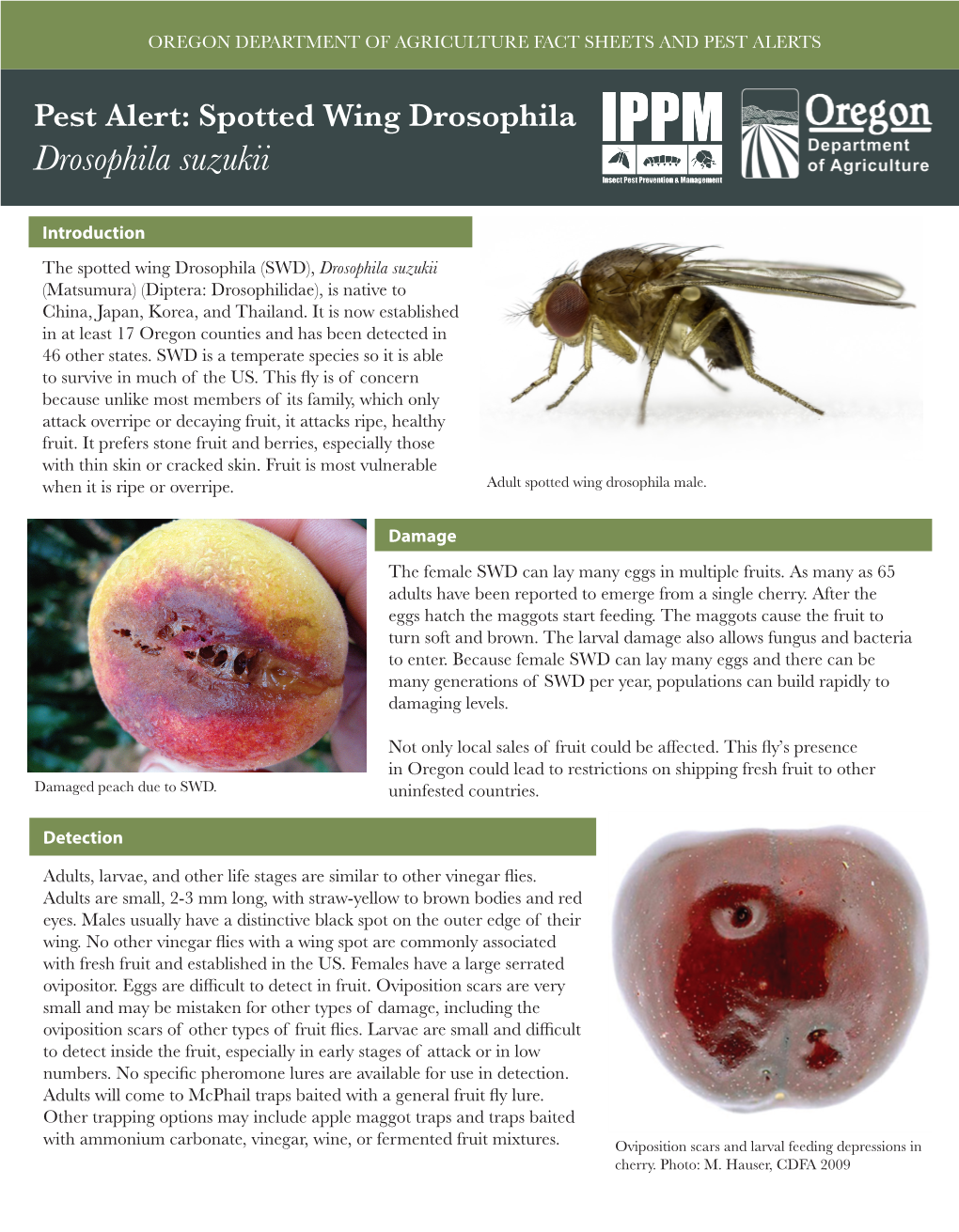Pest Alert: Spotted Wing Drosophila Drosophila Suzukii