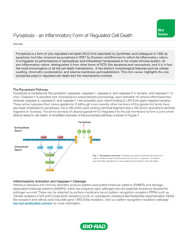 Pyroptosis - an Inflammatory Form of Regulated Cell Death Review