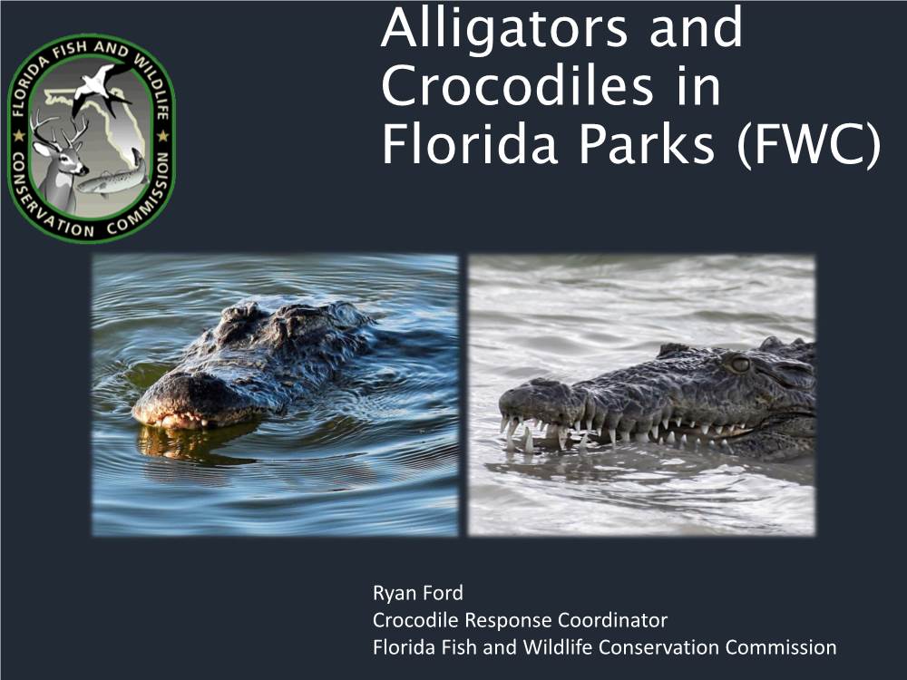 The American Alligator in Florida