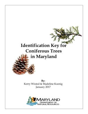 Identification Key for Coniferous Trees in Maryland