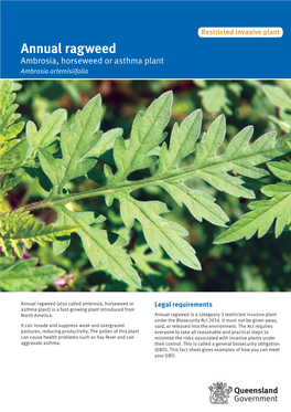 Annual Ragweed Theambrosia, Rabbit Horseweed and Or Its Asthma Control Plant Wildoryctolagus Dog Cuniculus Control Canisambrosia Familiaris Artemisiifolia