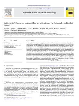 Leishmania (L.) Amazonensis Peptidase Activities Inside the Living Cells and in Their Lysates