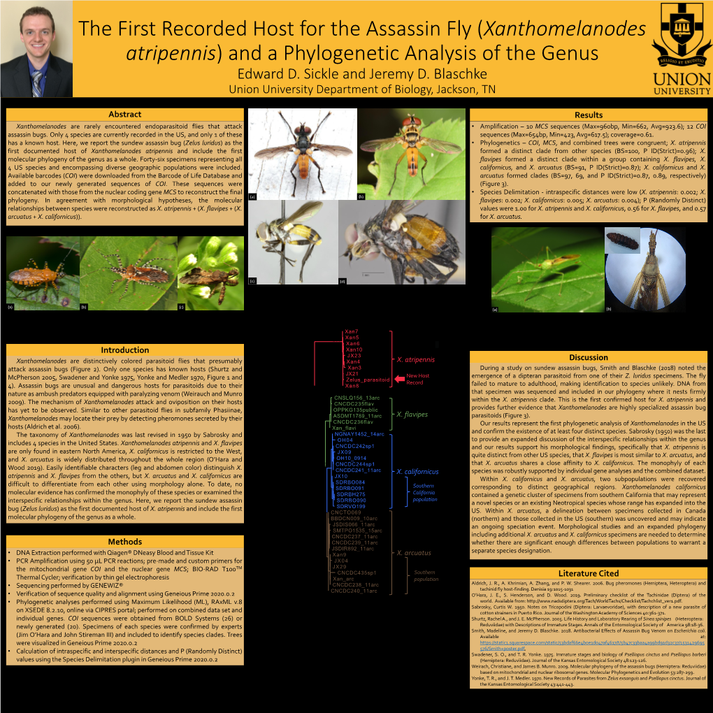 The First Recorded Host for the Assassin Fly (Xanthomelanodes Atripennis) and a Phylogenetic Analysis of the Genus Edward D. Sickle and Jeremy D