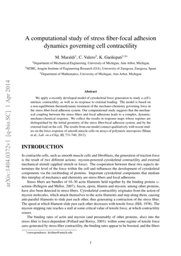 A Computational Study of Stress Fiber-Focal Adhesion Dynamics