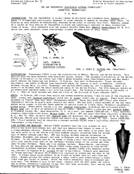 The Oak Treehopper.Pdf