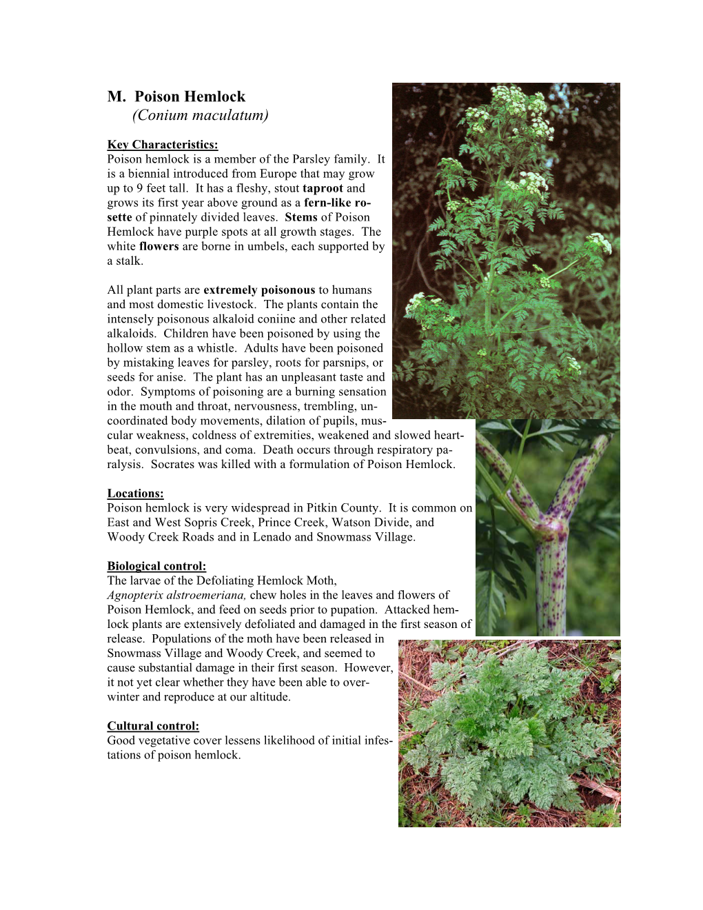 M. Poison Hemlock (Conium Maculatum)