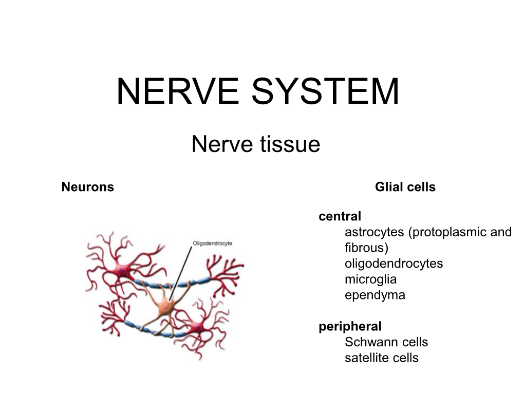 Peripheral Nerve Peripheral Nerve (HE) – Cross Section